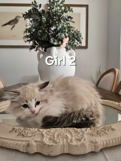 7 Beautiful Ragdoll Kittens for sale!! ONLY 5 LEFT!!, View more