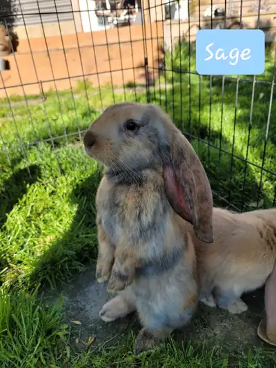English lop babies for sale contact for more information 2 Blue/fawn harlequin kits 2 breeding femal...