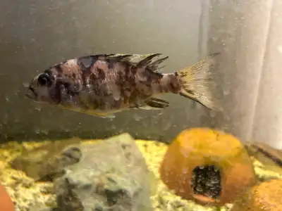 One female OB electric blue haplochromis. Breeds regularly. Lost my male. Very nice ,originally impo...