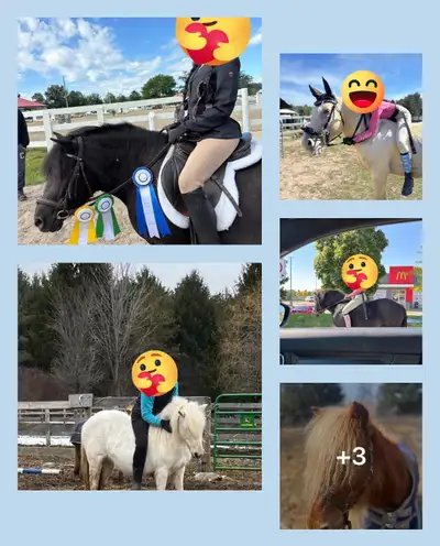 AMAZING OPPORTUNITY AVAILABLE WITH PONIES!!, View more