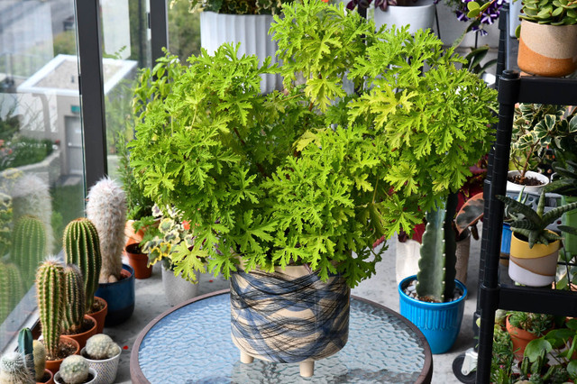 Large Citronella Plant in ceramic pot | Plants, Fertilizer & Soil | City of  Toronto | Kijiji