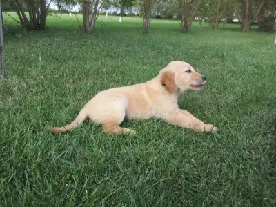 Golden Retriever, View more