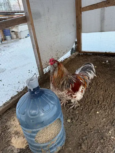 rooster for sale , View more