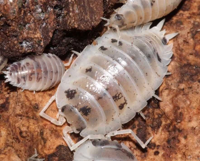 Unique Isopods + Springtails for sale in Other in Markham / York Region - Image 2