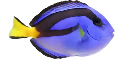 Saltwater Fish, View more