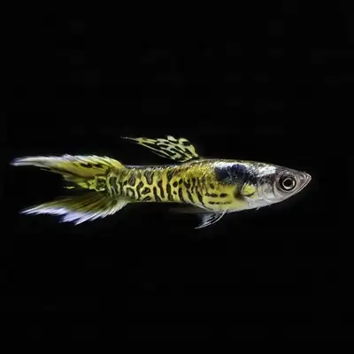 Leopard snakeskin endler pairs , View more