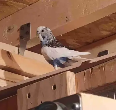 male budgie , View more