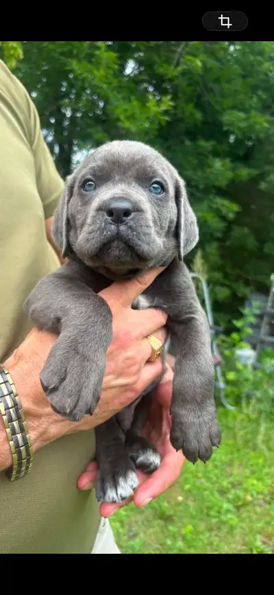 chiots cane corso, View more