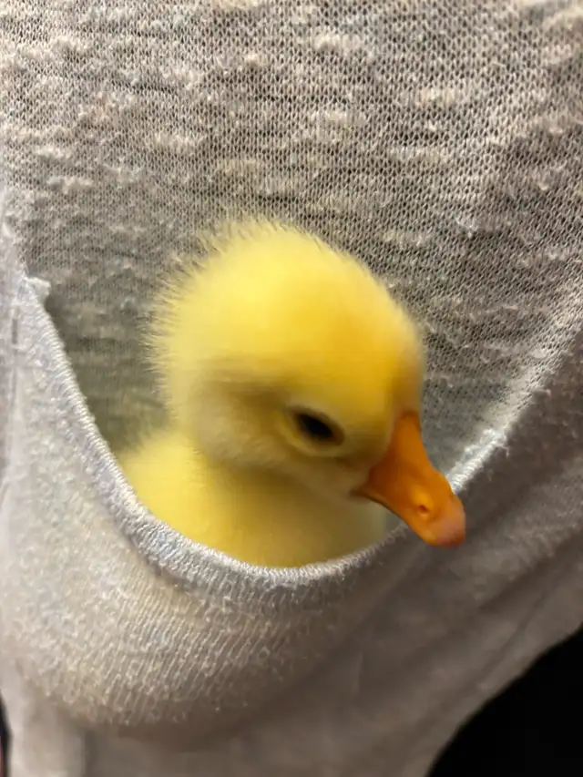 Global Organ Group in Pianos & Keyboards in Strathcona County - Image 6