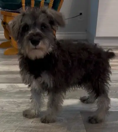 Schnauzer puppies for sale, View more
