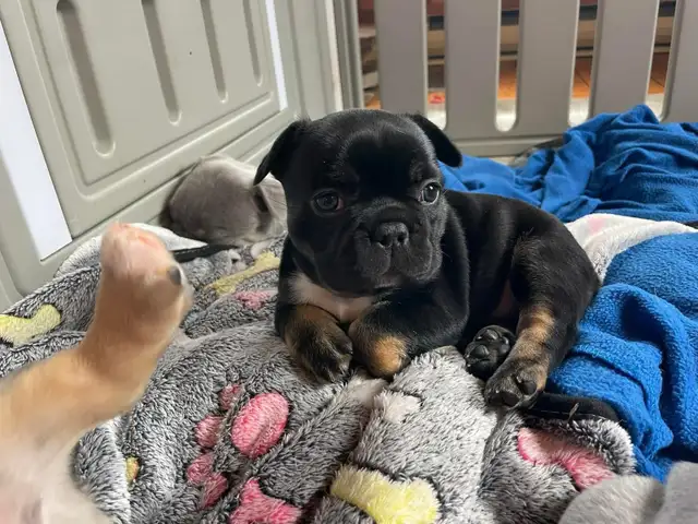 Pawdorabulls French Bulldogs - coming July 6 and July 9!!!! in Dogs & Puppies for Rehoming in Ottawa - Image 11