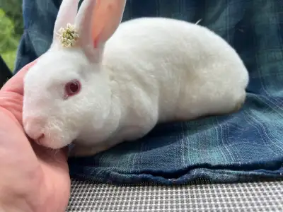 2 small velvet bunnies, View more