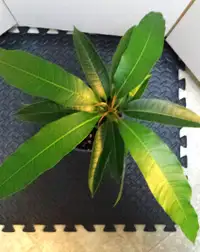 Plante Mangue, Mango plant