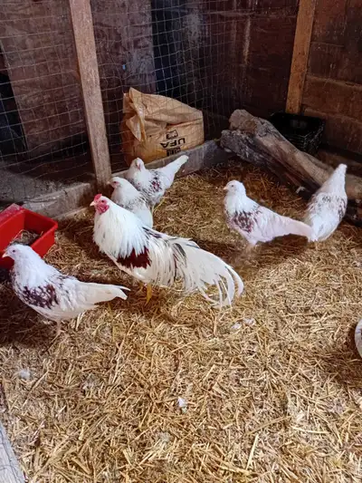 Red-Shouldered Yokohama Hatching Eggs, View more