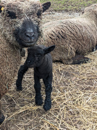 Southdown baby doll ewe lamb