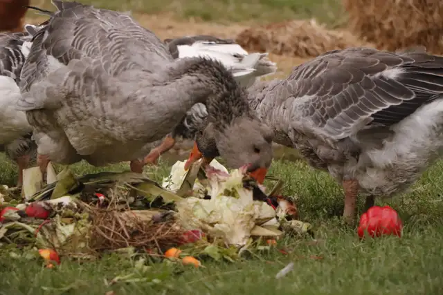 We Offer A Forever Home For Livestock in Livestock in Hamilton - Image 8
