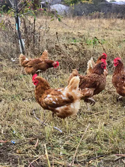Chickens , View more