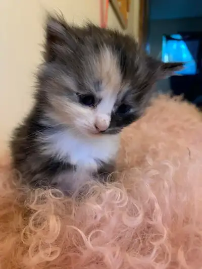 Persian x Ragdoll kittens, View more
