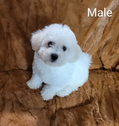 Adorable Purebred Bichon Frise puppies (Boys), View more