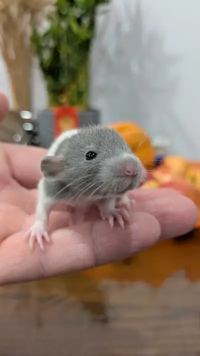 Available!!! The fancy dumbo rat pups are available for rehoming. Please text to reserve your pups!...