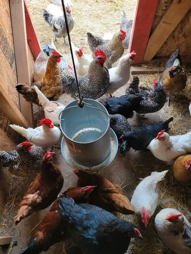 Young Roosters in Livestock in Cranbrook - Image 5