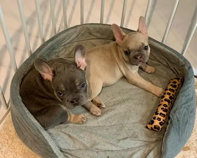 chiots bouledogue français in Dogs & Puppies for Rehoming in City of Montréal - Image 8
