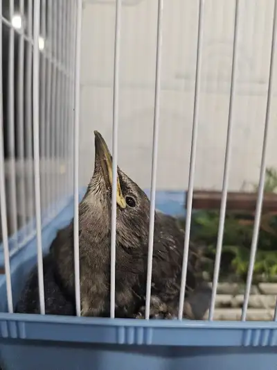 Affordable - Small Pet sitting | Bird sitting, View more