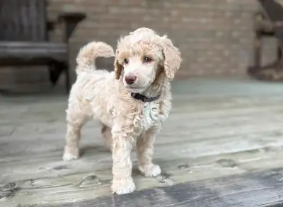 CKC Standard Poodle Puppies, View more