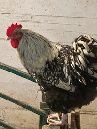 Silver Laced Orpington Rooster