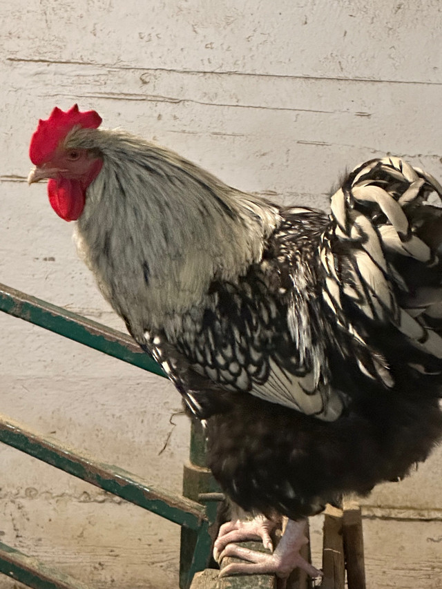 Silver Laced Orpington Rooster in Livestock in Oshawa / Durham Region
