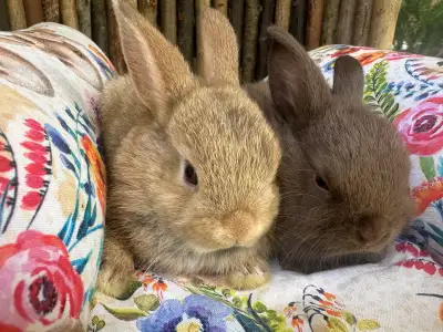 Healthy Rabbit Kits, View more