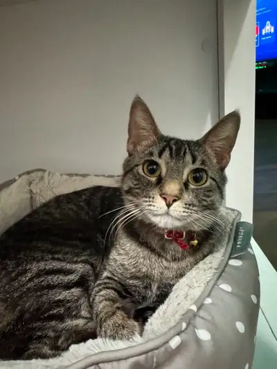 Need Gone ! 2 Cats for Sale!, View more
