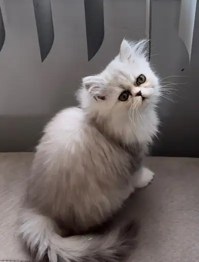 chaton persan très typé adorable, propre, joueur.