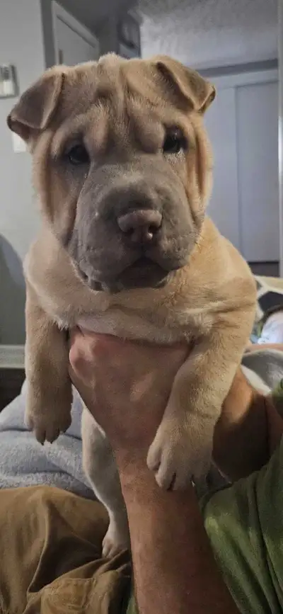 Shar Pei Pups, View more