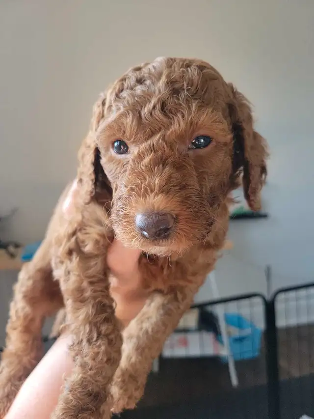 Reserve your mini Goldendoodle today! go home date end of July in Dogs & Puppies for Rehoming in Gatineau - Image 8