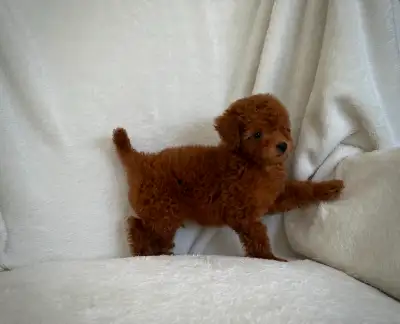 Mini Poodle Puppies, View more