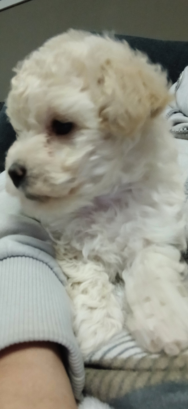 Bichon Poo Ready For Her New Home! in Dogs & Puppies for Rehoming in North Bay - Image 4