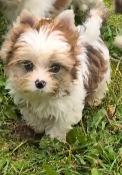 Blue eyed Yorkie in Dogs & Puppies for Rehoming in Oshawa / Durham Region - Image 5