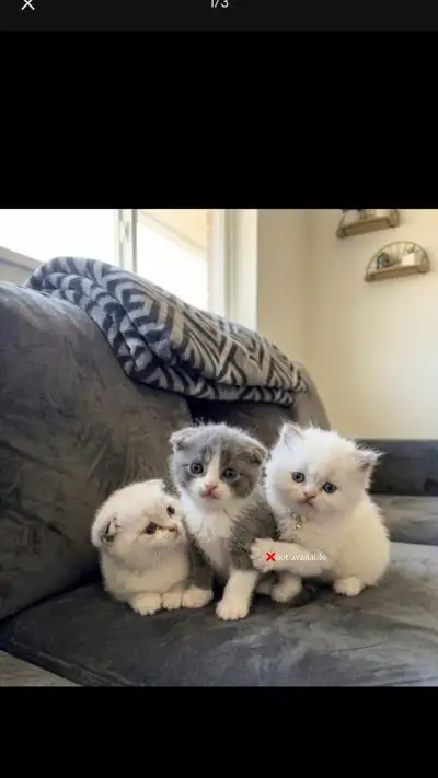 One month old Scottish fold+ Persian kittens, Prices are negotiable if they fit in the right place w...