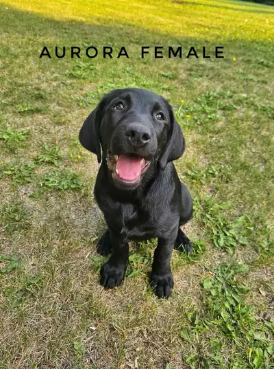 CKC Labrador Retriever, View more