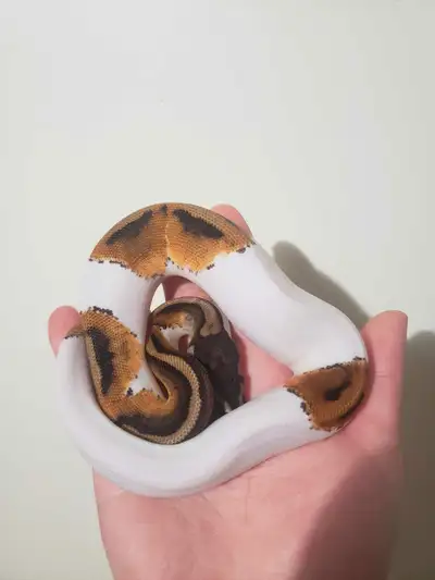 pied ball python , View more