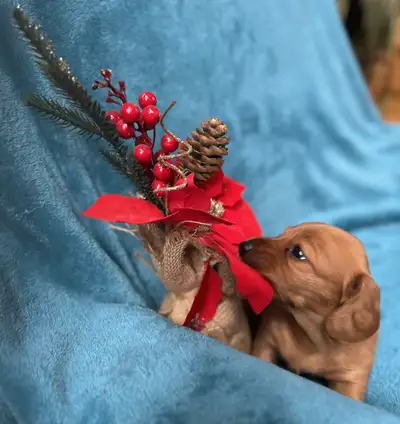 teckel poil long, View more