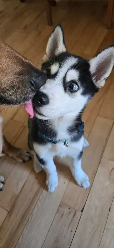 Husky for sale 6 months old, View more