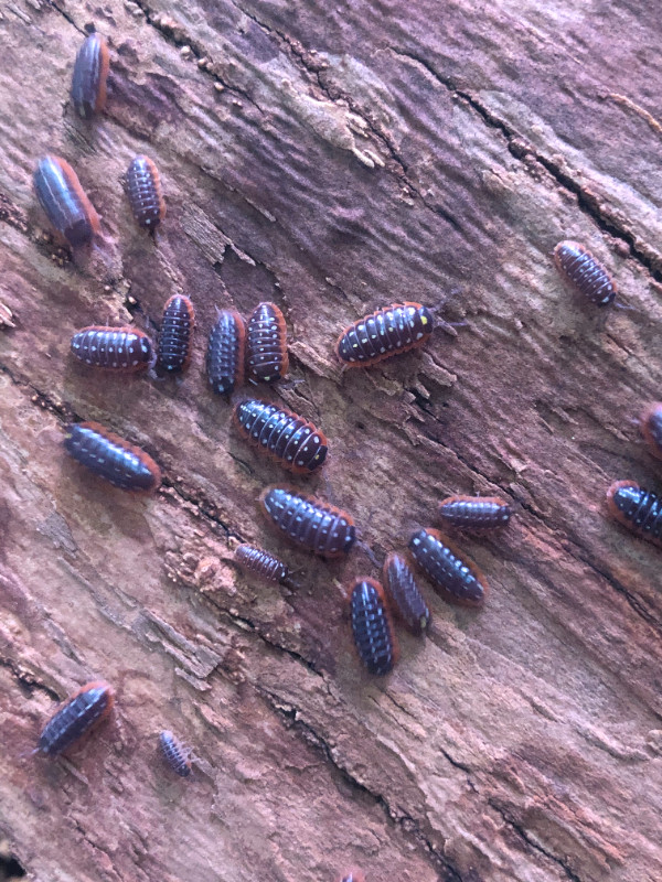 Armadillidium klugii in Reptiles & Amphibians for Rehoming in Guelph