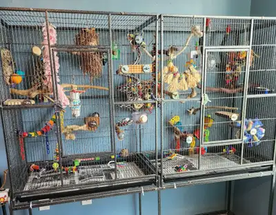 Looking for any birds you dont need,I LOVE BIRDS, View more