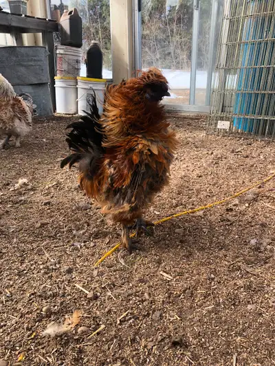 DIY Frizzle Factory, View more