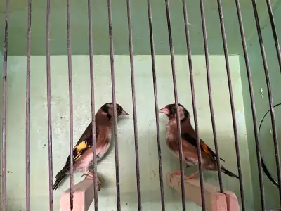 pair European gold finches for sale, View more