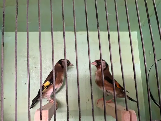 pair European gold finches for sale in Birds for Rehoming in Barrie - Image 2