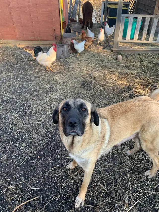 Anatolian Shepherd’s in Dogs & Puppies for Rehoming in Strathcona County - Image 6