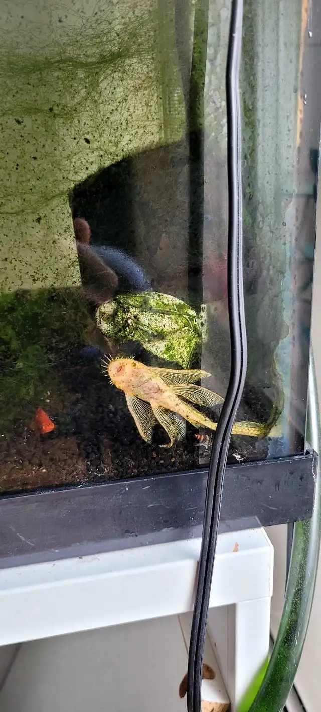 Fish & Aquarium setup (AS IT IS) in Fish for Rehoming in Oakville / Halton Region - Image 7